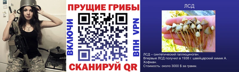 блэк спрут ТОР  Валдай  Псилоцибиновые грибы мицелий 